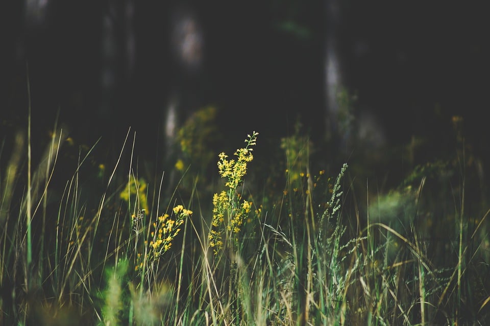 Wiese, mit Blumen